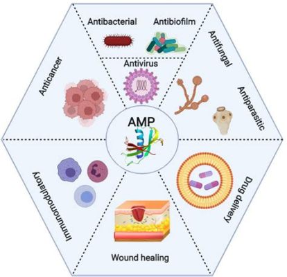  Lactoferrin Biocompatibility och Antibakteriella Egenskaper för Läkemedelsfrigivning!