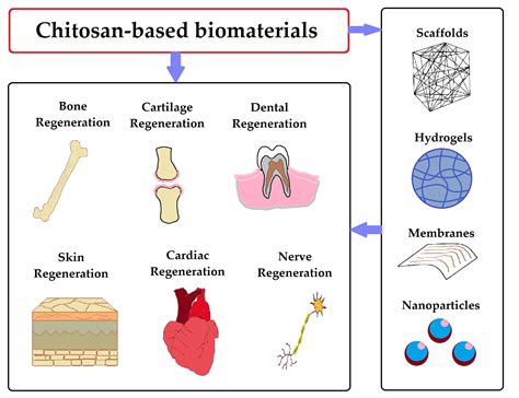 Quintuply-Crosslinked Chitosan: Unveiling the Secrets of Biomaterial Innovation in Regenerative Medicine!