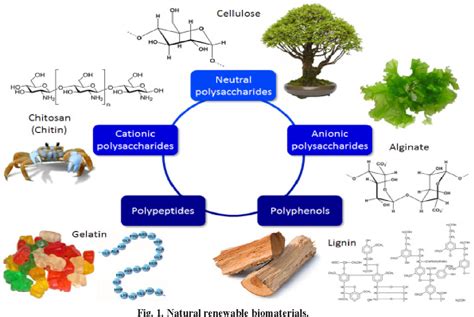  Sucrose: Biopolymers för en hållbar framtid och foder för lyckliga djuren!